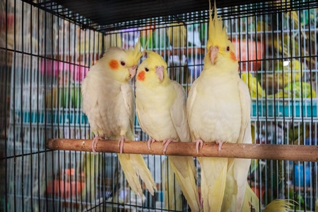 Yellow cockatiel birds in a cage on sale as pets at Crawford pet market in Mumbai