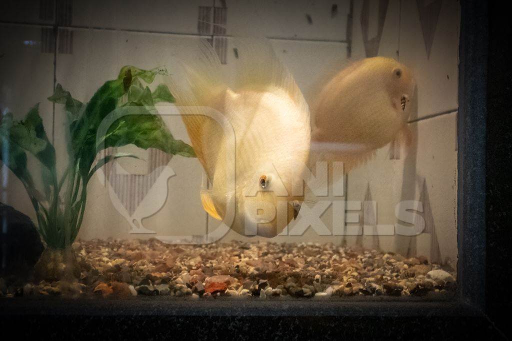 Yellow fish kept in aquarium tanks at Dolphin aquarium mini zoo in Mumbai, India, 2019