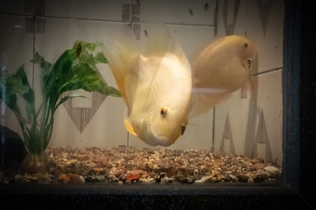 Yellow fish kept in aquarium tanks at Dolphin aquarium mini zoo in Mumbai, India, 2019