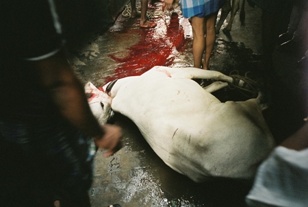 Bullock slaughtered in street, India