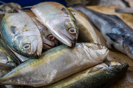 Fish on sale at a fish market