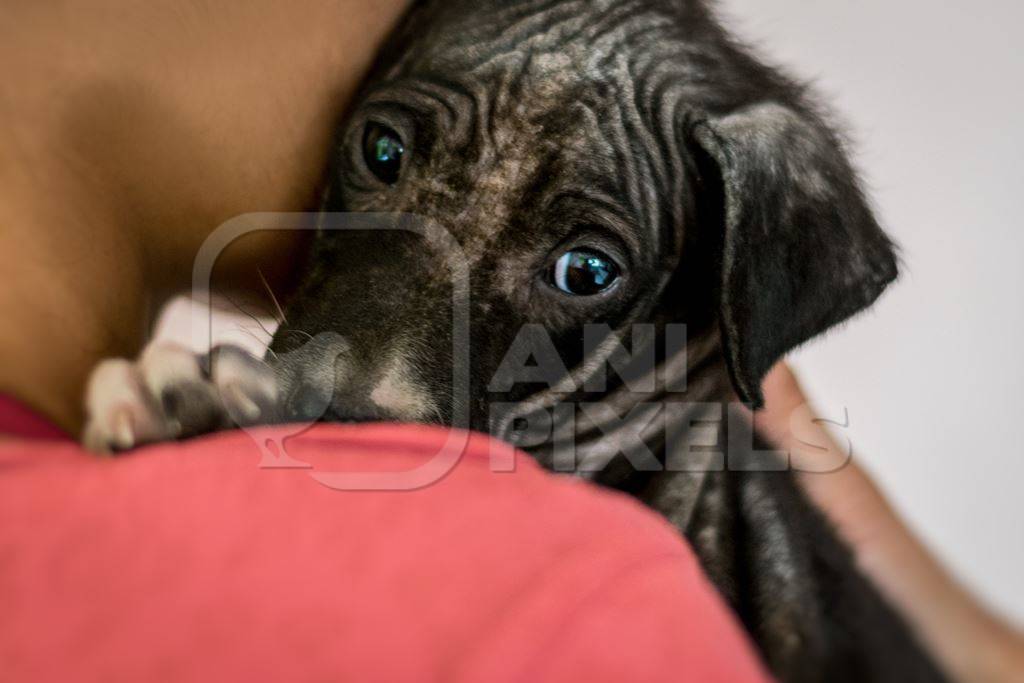 Volunteer animal rescuer cuddling sick black street puppy