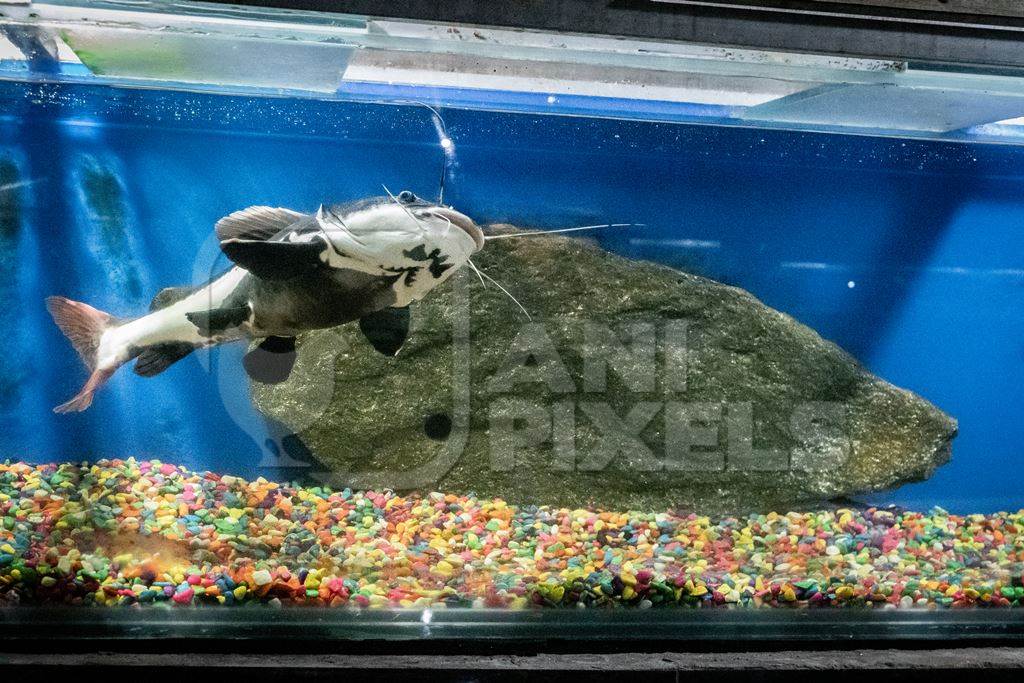 One fish swimming in a fish tank at the Dolphin Aquarium in Mumbai Anipixels