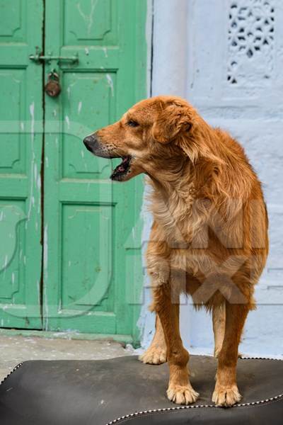Indian street dog or stray pariah dog with green door background in the urban city of Jodhpur, India, 2022