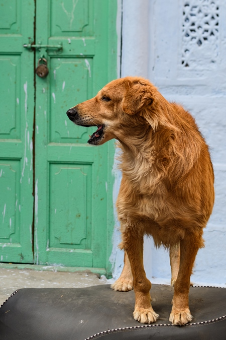 Indian street dog or stray pariah dog with green door background in the urban city of Jodhpur, India, 2022