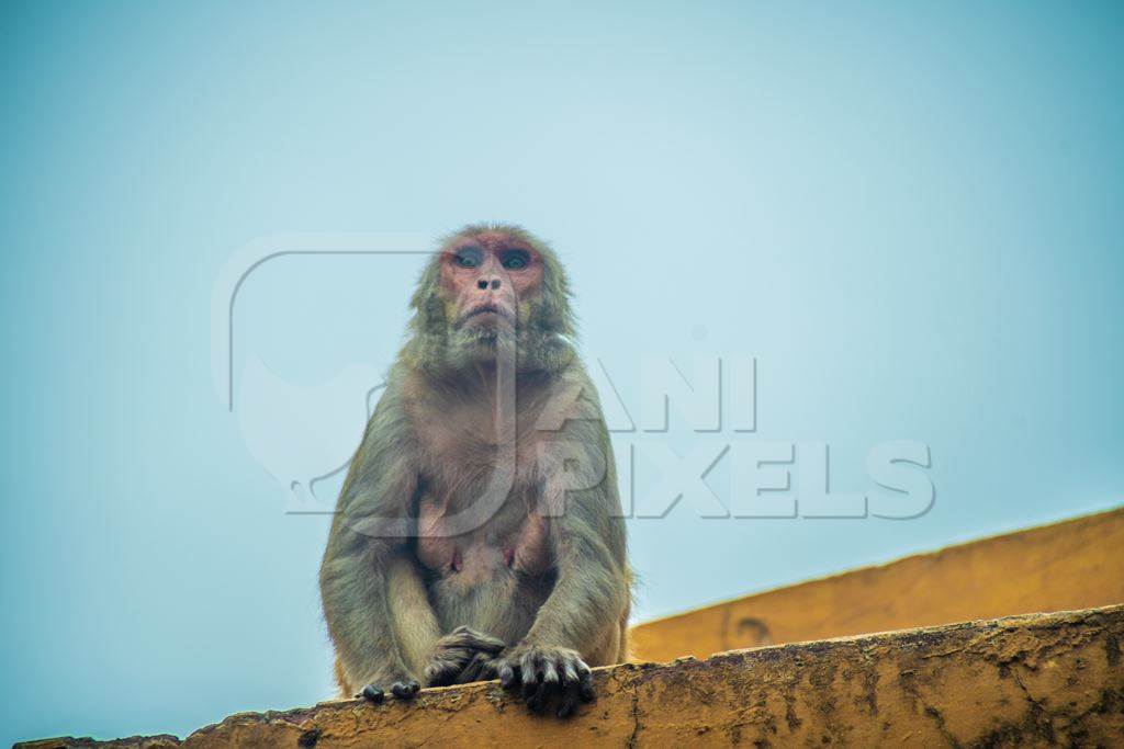 Macaque monkey on the roof top in Jaipur