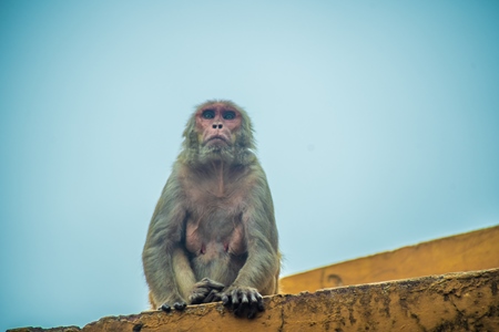 Macaque monkey on the roof top in Jaipur
