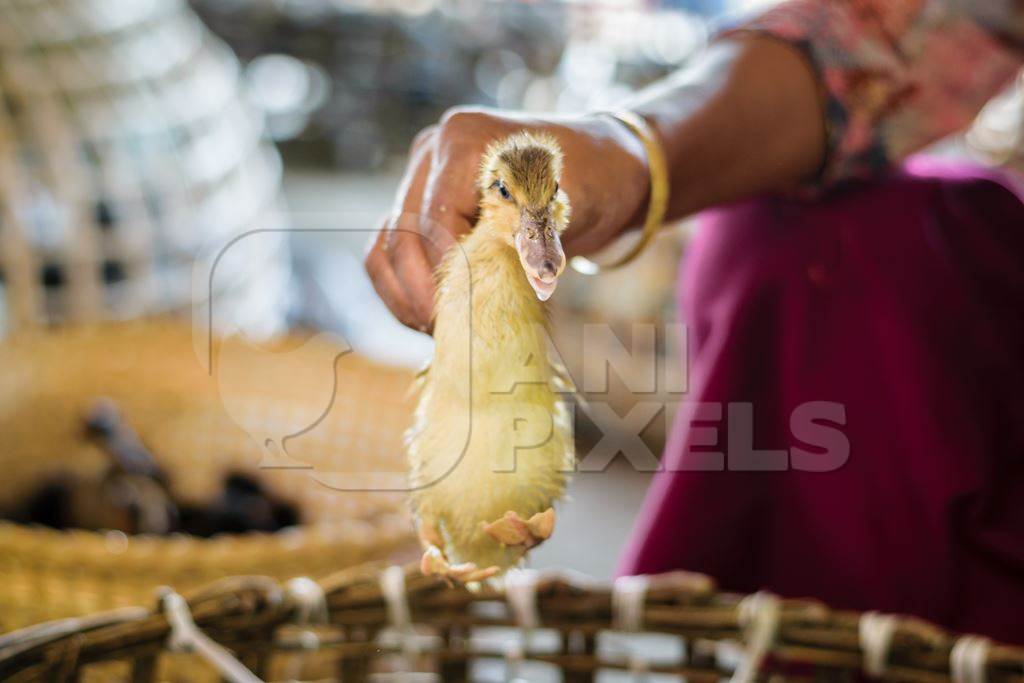Small yellow duckling held up by the wings on sale at the Mother