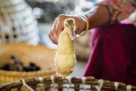 Small yellow duckling held up by the wings on sale at the Mother