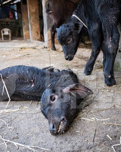 Dead Indian buffalo calf lying on the ground with small buffalo calf watching on an urban dairy farm or tabela, Aarey milk colony, Mumbai, India, 2023