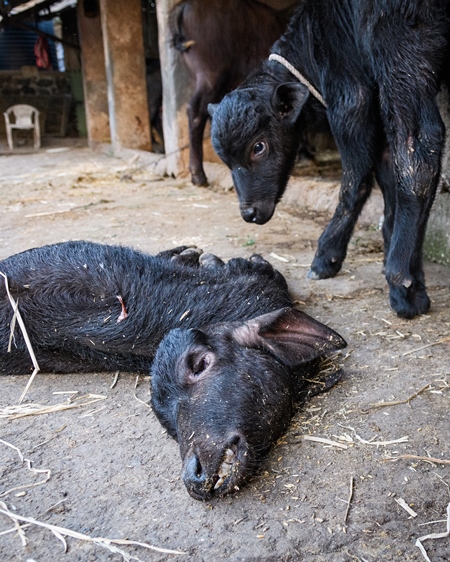 Dead Indian buffalo calf lying on the ground with small buffalo calf watching on an urban dairy farm or tabela, Aarey milk colony, Mumbai, India, 2023