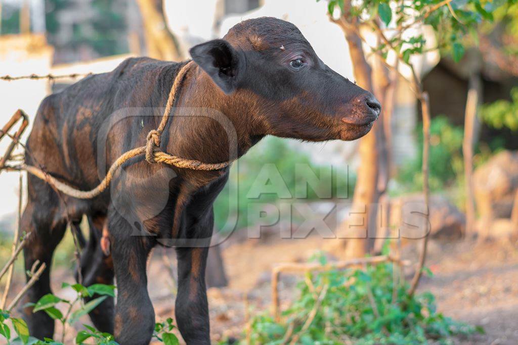 Small baby Indian buffalo calf tied up in an urban dairy on the outskirts of a city, India