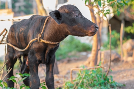 Small baby Indian buffalo calf tied up in an urban dairy on the outskirts of a city, India