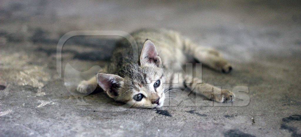Small grey kitten lying on street with grey background