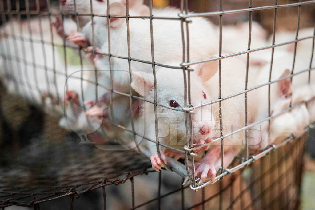 Small white mice in a cage on sale for eating at an exotic market