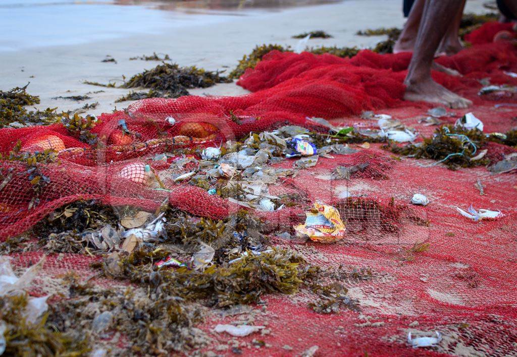 Indian fishing nets with crabs, small fish and plastic pollution trapped in net, on beach in Maharashtra, India, 2022