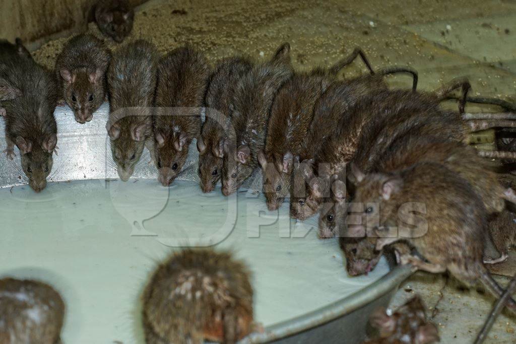 Rats regarded as holy drinking milk from a bowl at Karni Mata rat temple