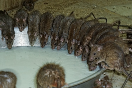 Rats regarded as holy drinking milk from a bowl at Karni Mata rat temple