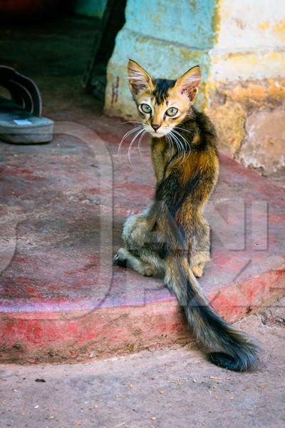 Small tortoiseshell kitten on doorstep of house in Goa