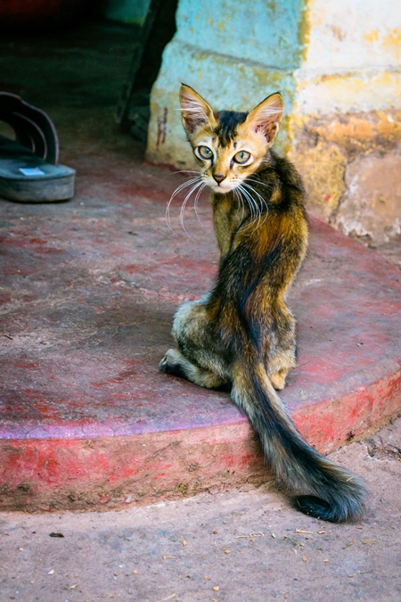 Small tortoiseshell kitten on doorstep of house in Goa