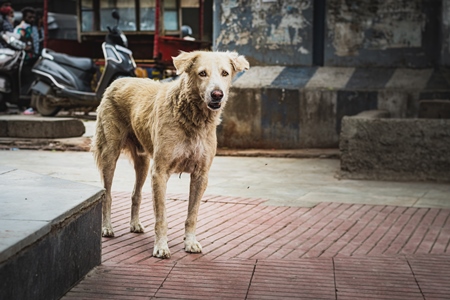 Stray Indian street dog or Indian pariah dog on the street in an urban city in Maharashtra, India, 2021