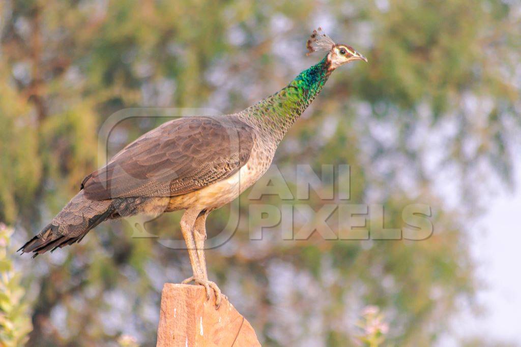 Indian wild peacock or peahen birds in a field in the rural countryside of the Bishnoi villages in Rajasthan in India