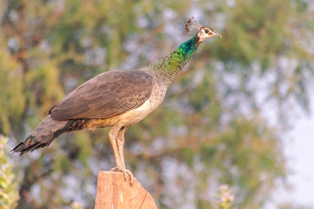 Indian wild peacock or peahen birds in a field in the rural countryside of the Bishnoi villages in Rajasthan in India