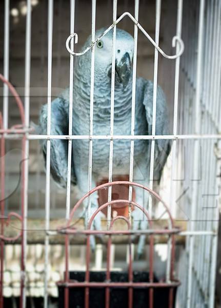 African grey parrot in cage on sale at Crawford pet market