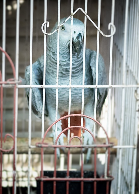 African grey parrot in cage on sale at Crawford pet market