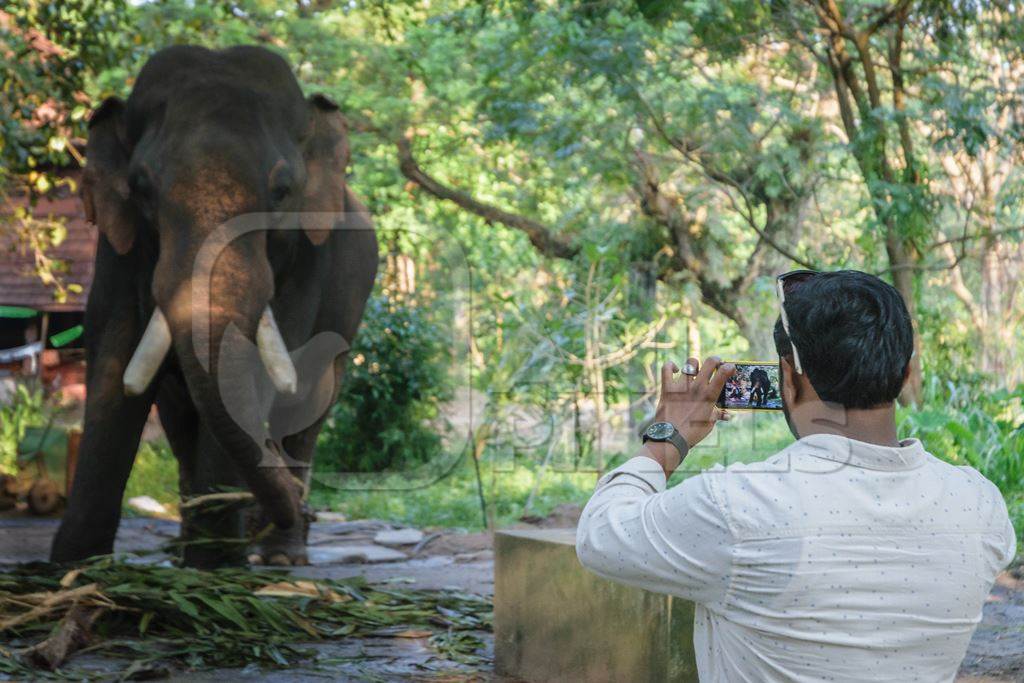 Man taking photo with mobile phone of elephant chained at Guruvayur elephant camp, used for temples and religious festivals in Kerala