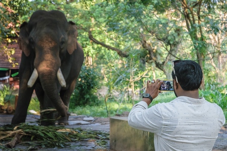 Man taking photo with mobile phone of elephant chained at Guruvayur elephant camp, used for temples and religious festivals in Kerala