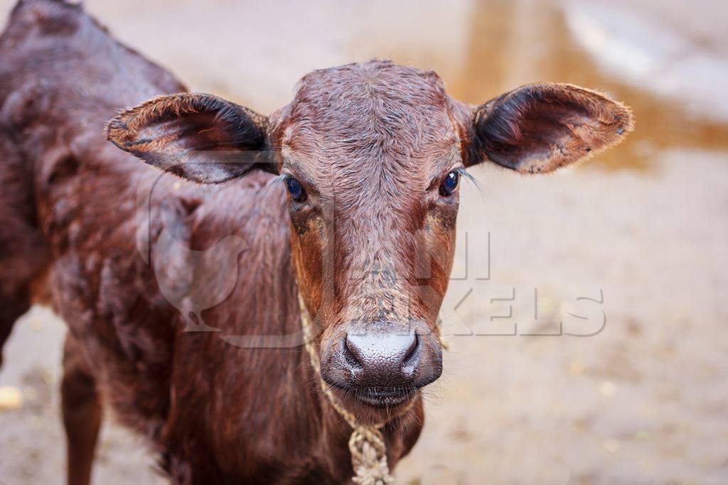 Dairy calf tied up in an urban dairy in Maharashtra