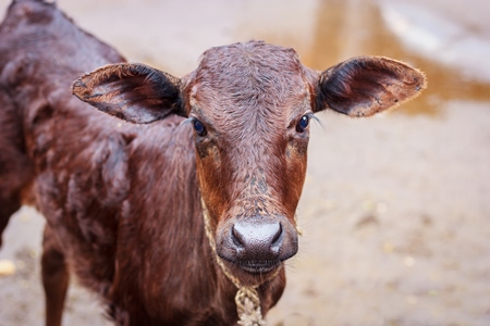 Dairy calf tied up in an urban dairy in Maharashtra