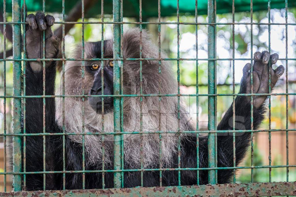 Solo Lion tailed macaque monkey held captive in a barren cage in captivity at Thattekad mini zoo