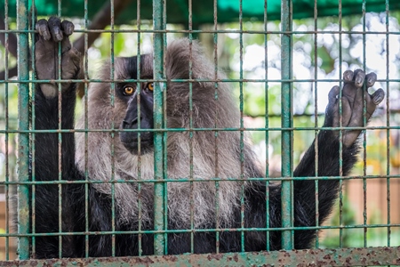 Solo Lion tailed macaque monkey held captive in a barren cage in captivity at Thattekad mini zoo