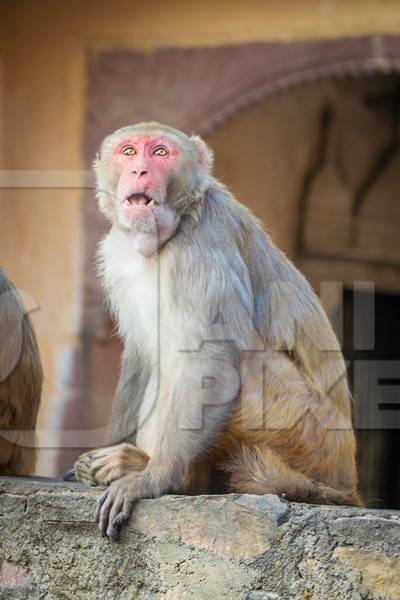 Photo of one Indian macaque monkey at Galta Ji monkey temple near Jaipur in Rajasthan in India