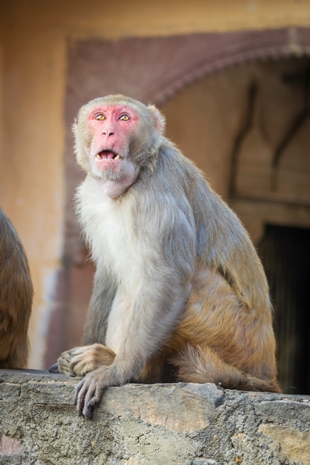 Photo of one Indian macaque monkey at Galta Ji monkey temple near Jaipur in Rajasthan in India