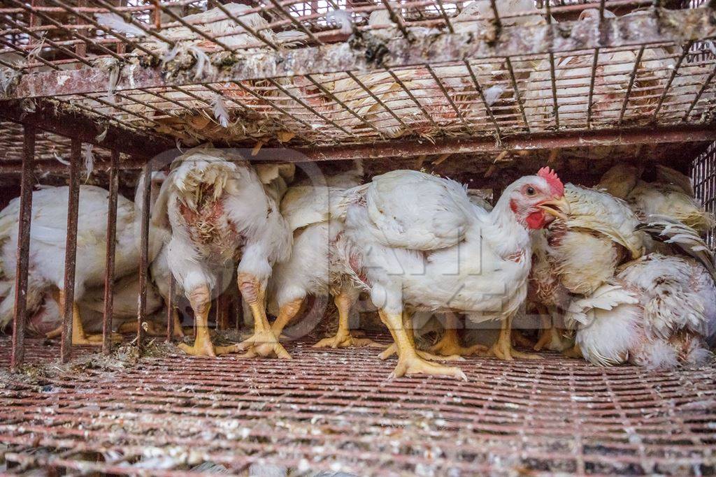 Broiler chickens raised for meat waiting to be unloaded from transport trucks near Crawford meat market in Mumbai