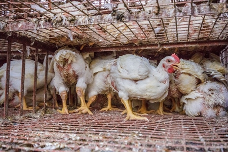 Broiler chickens raised for meat waiting to be unloaded from transport trucks near Crawford meat market in Mumbai