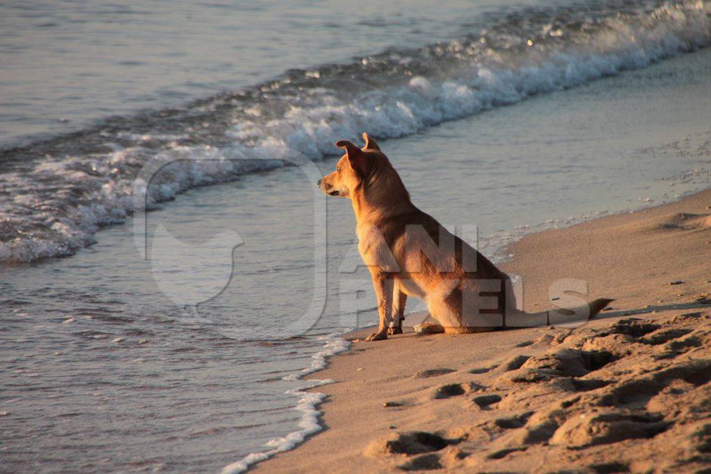 Brown street dog sitting on beach looking at sea