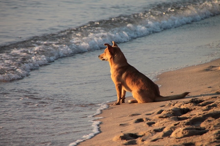 Brown street dog sitting on beach looking at sea