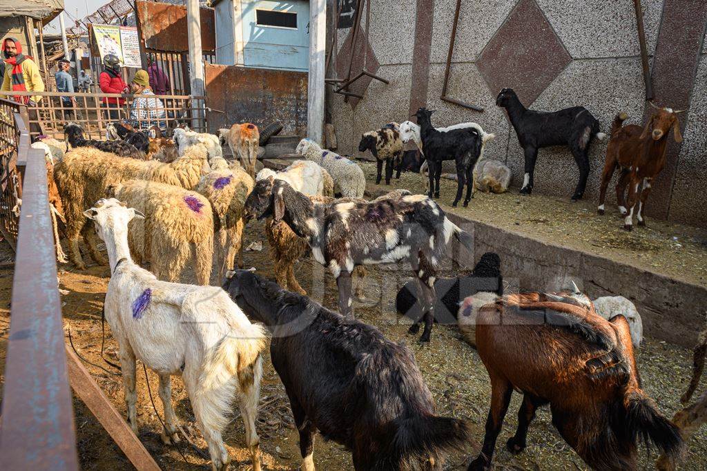 Indian goats and sheep in an enclosure at the Ghazipur bakra mandi, Ghazipur, Delhi, India, 2022