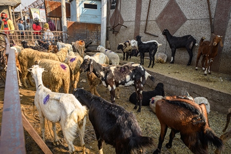 Indian goats and sheep in an enclosure at the Ghazipur bakra mandi, Ghazipur, Delhi, India, 2022