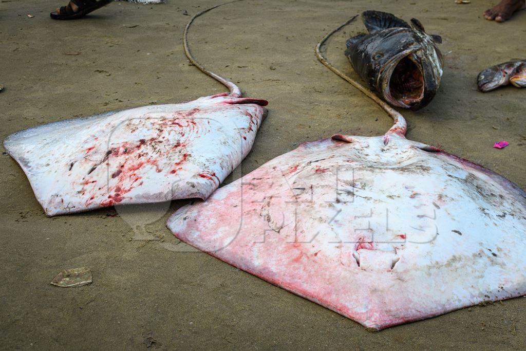 Dead Indian stingray fish at Malvan fish market on beach in Malvan, Maharashtra, India, 2022