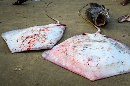 Dead Indian stingray fish at Malvan fish market on beach in Malvan, Maharashtra, India, 2022