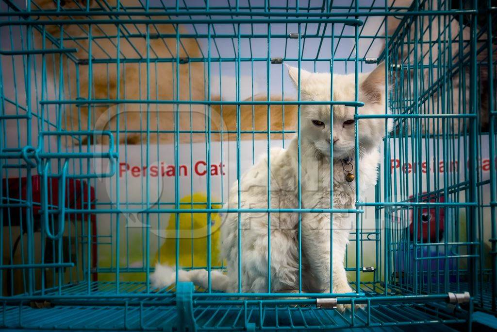 Pedigree persian cats on sale as pets in cages at a pet shop in Pune, Maharashtra, India, 2021