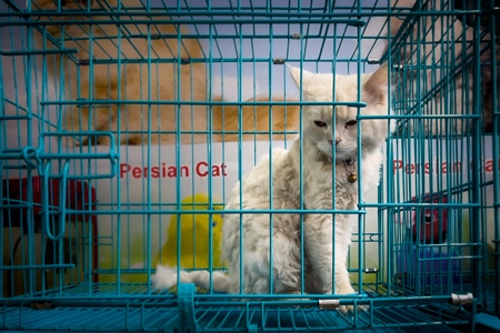 Pedigree persian cats on sale as pets in cages at a pet shop in Pune, Maharashtra, India, 2021