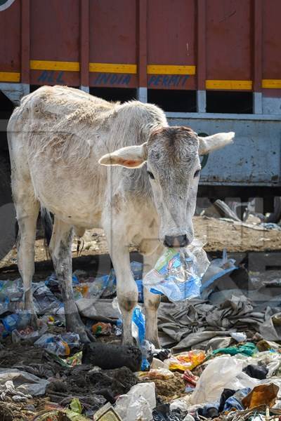 Indian street cow eating plastic bags on a garbage dump, Ghazipur, Delhi, India, 2022