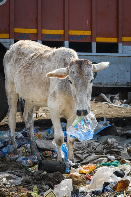 Indian street cow eating plastic bags on a garbage dump, Ghazipur, Delhi, India, 2022