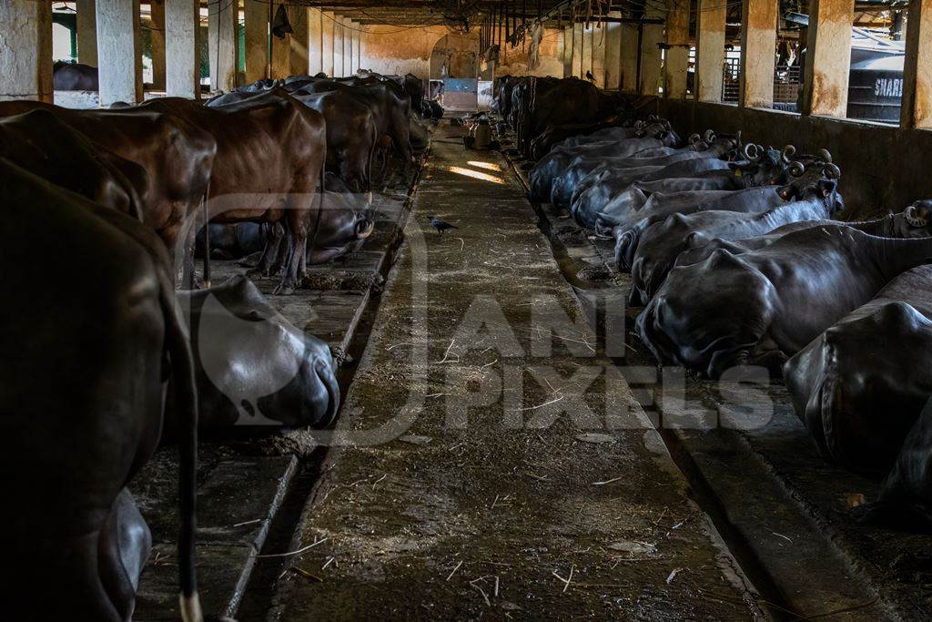 Rows of Indian buffaloes tied up in a line on a dark urban dairy farm or tabela, Aarey milk colony, Mumbai, India, 2023